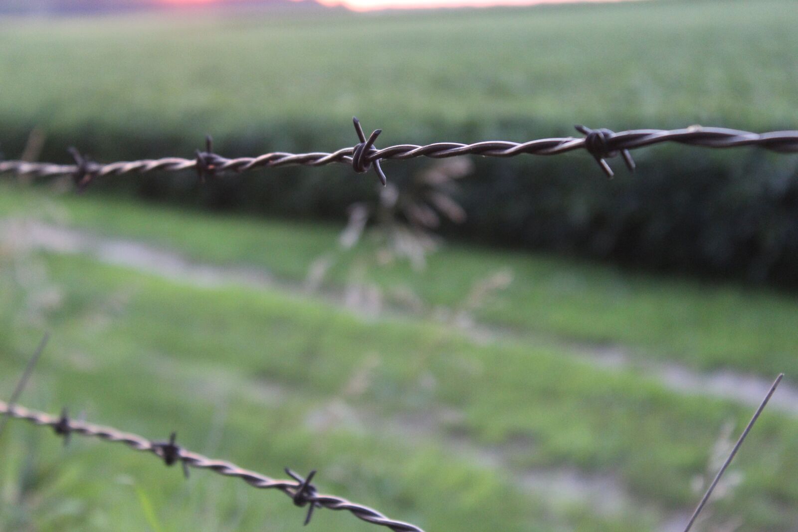 Canon EOS 1200D (EOS Rebel T5 / EOS Kiss X70 / EOS Hi) sample photo. Barbed wire, fence, wire photography