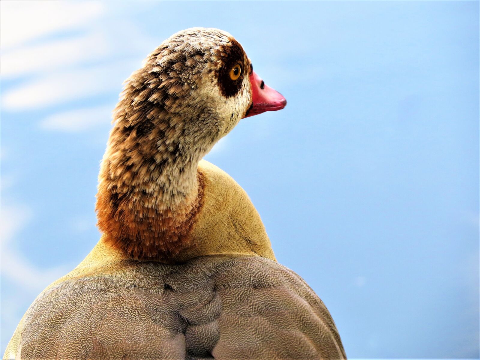 Canon PowerShot SX50 HS sample photo. Water fowl, wildlife, water photography