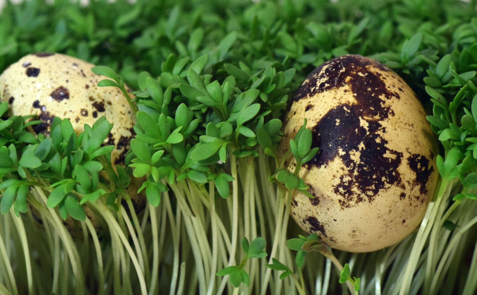 Nikon D3300 sample photo. Quail egg, egg, cress photography