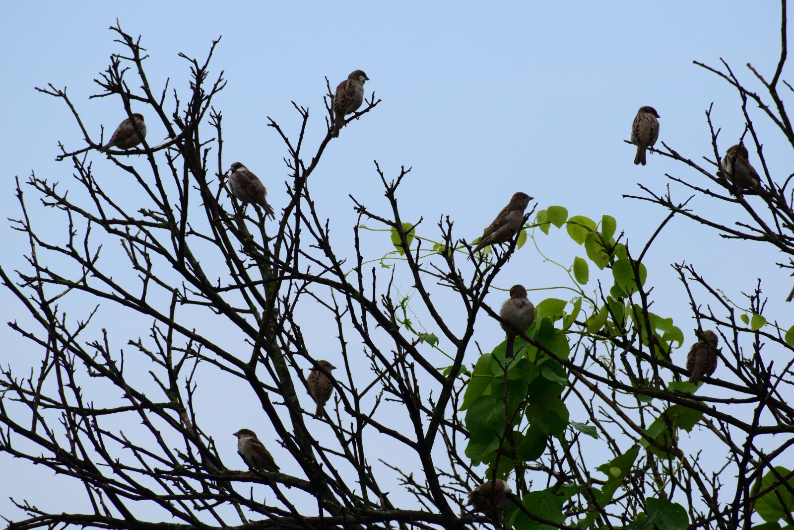 Nikon D3300 sample photo. Bird, sparrow, nature photography