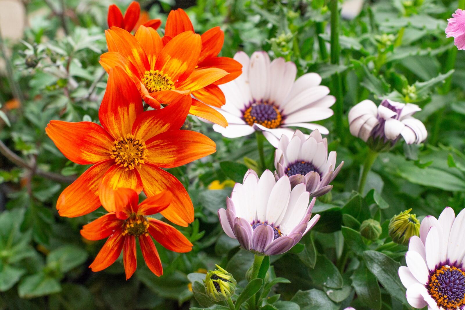 Nikon D7100 sample photo. Flowers, white, orange photography
