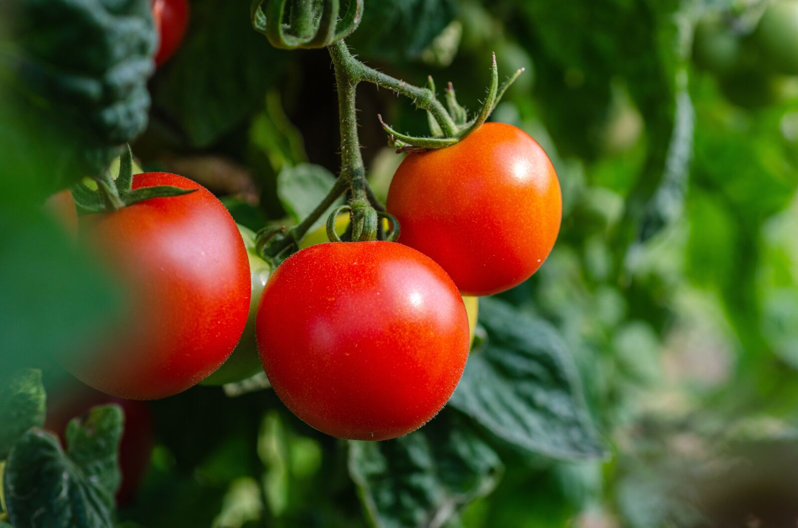 Nikon D7000 sample photo. Tomatoes, fresh, bush photography