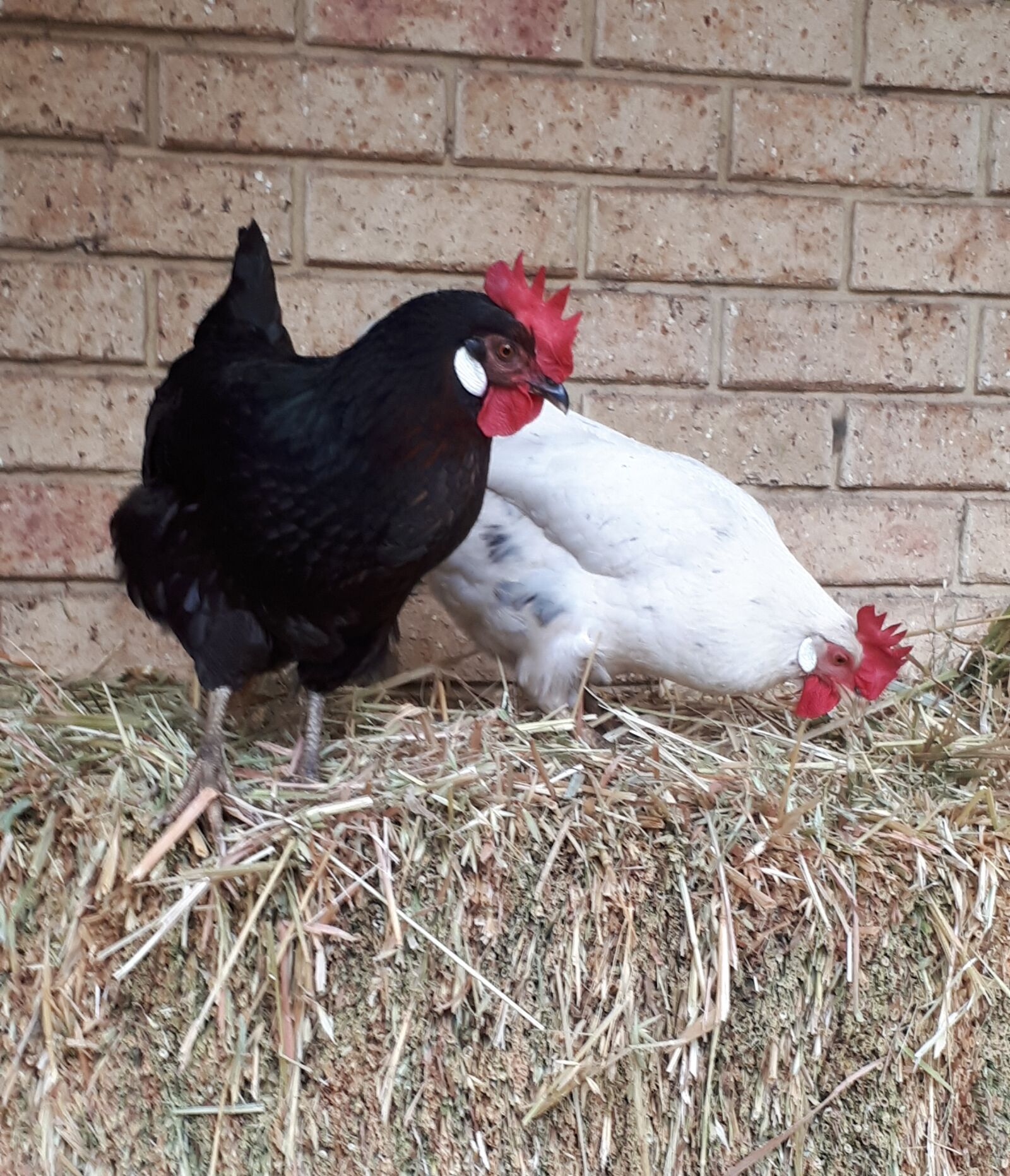 Samsung Galaxy A5(2017) sample photo. Chickens, chicken, australorp photography