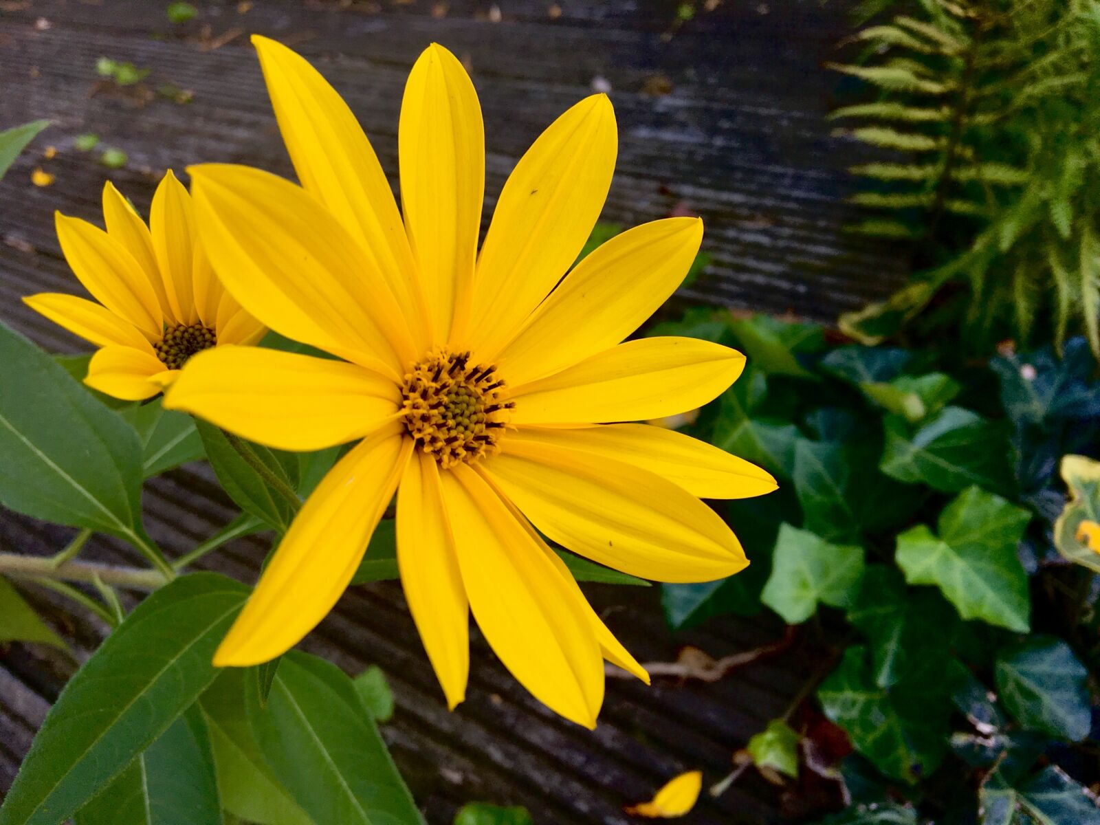 Apple iPhone 6s sample photo. Flower, autumn, yellow photography