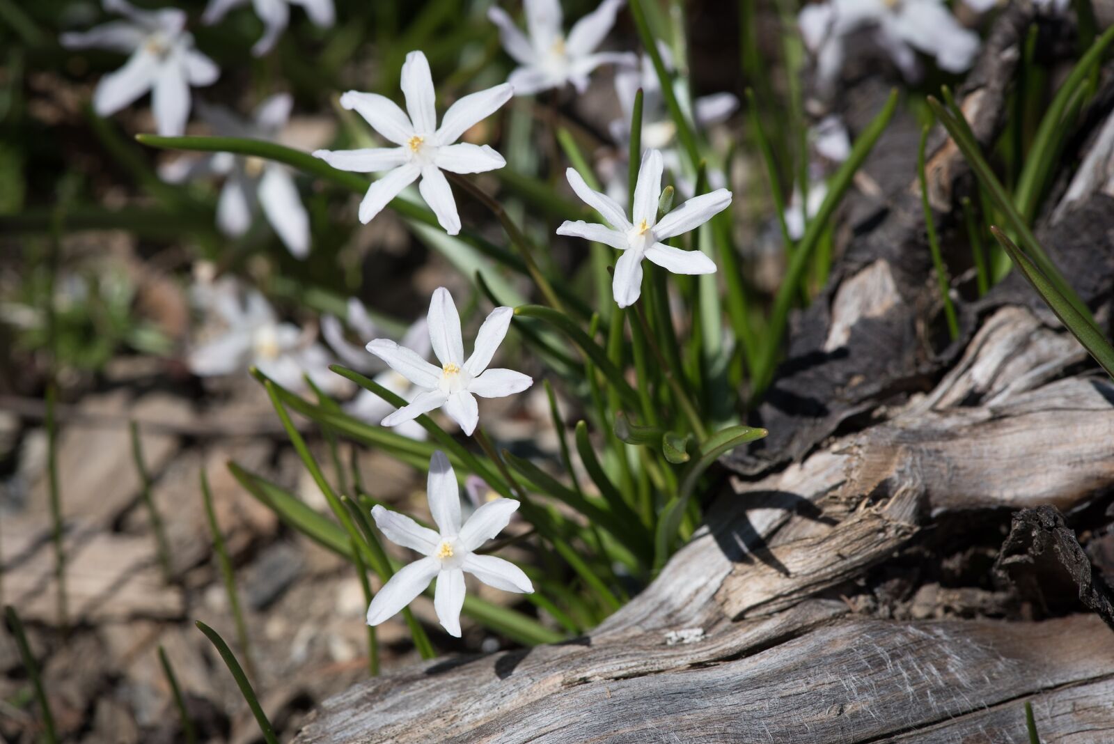 Nikon D750 sample photo. Star hyacinth, white, white photography