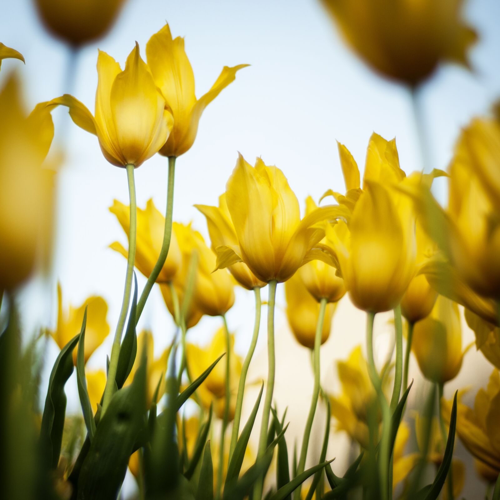 Nikon D300 sample photo. Tulips, yellow, flowers photography