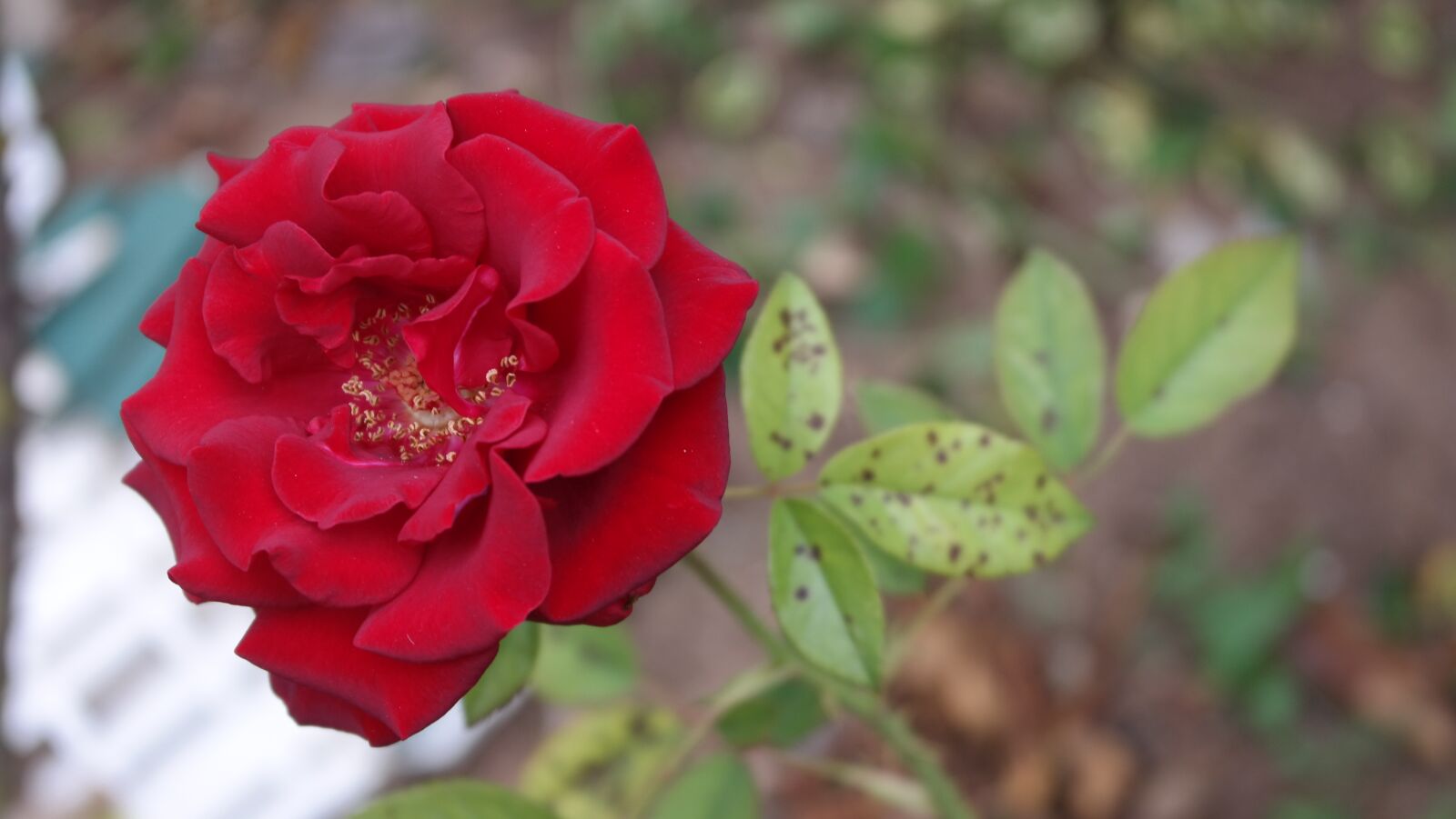 Samsung NX300 sample photo. Rose, scarlet, withering photography