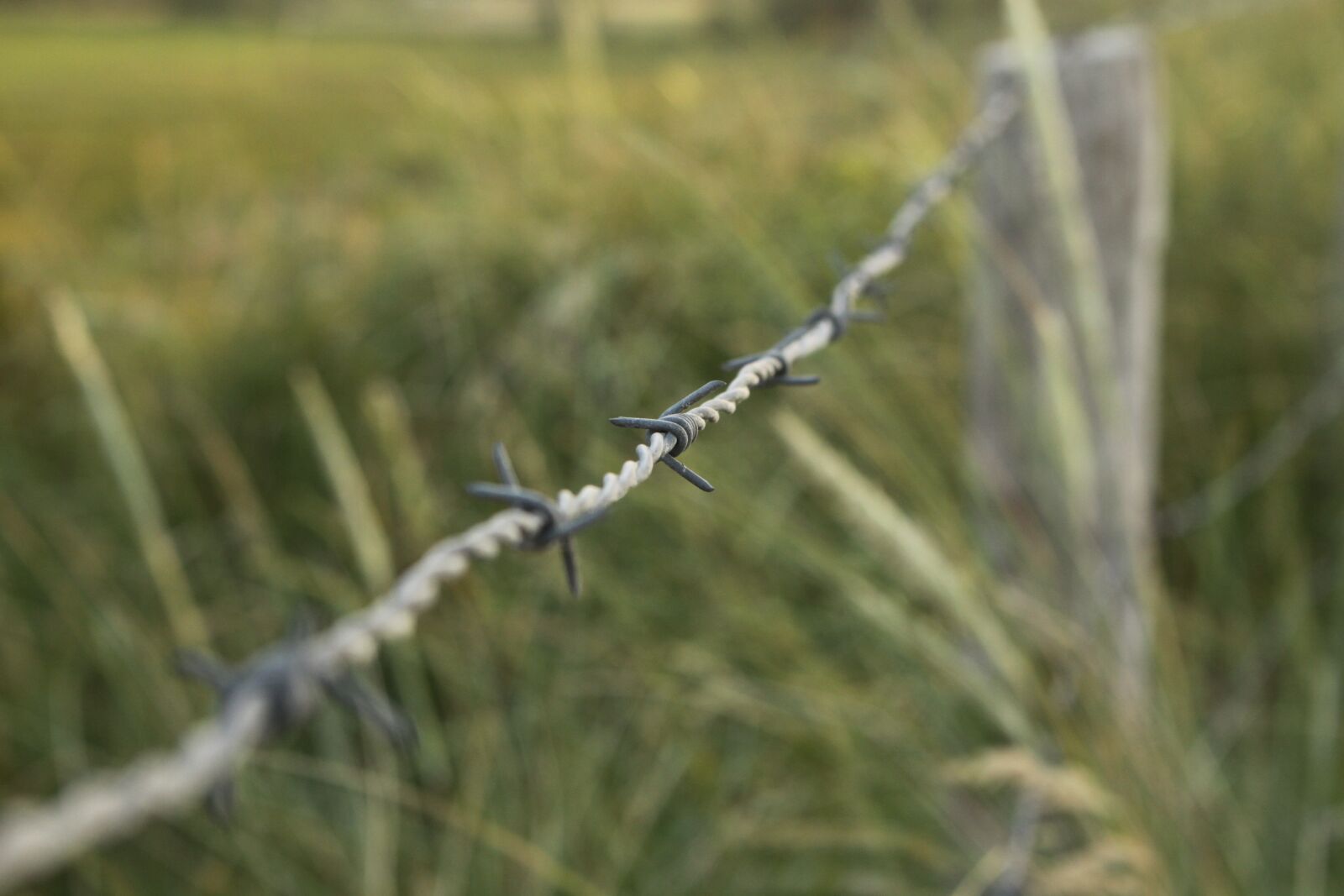 Canon EOS 50D sample photo. Barbed wire, meadow, barrier photography