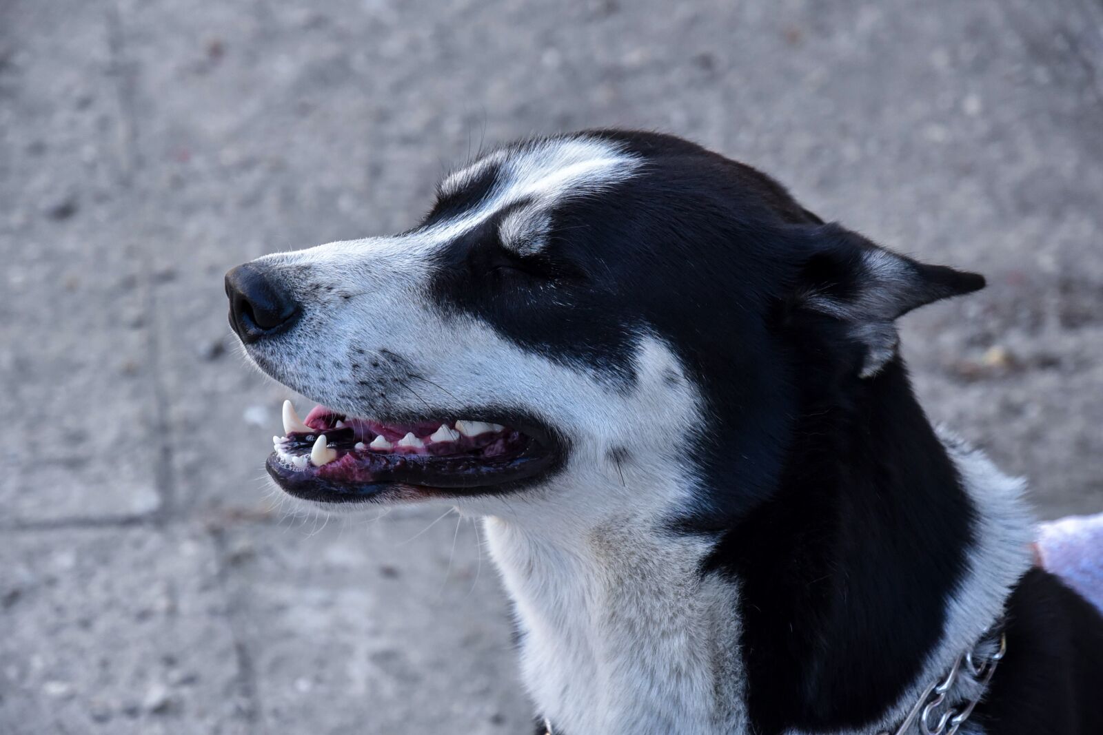 Nikon D750 sample photo. Husky, dog, siberian photography