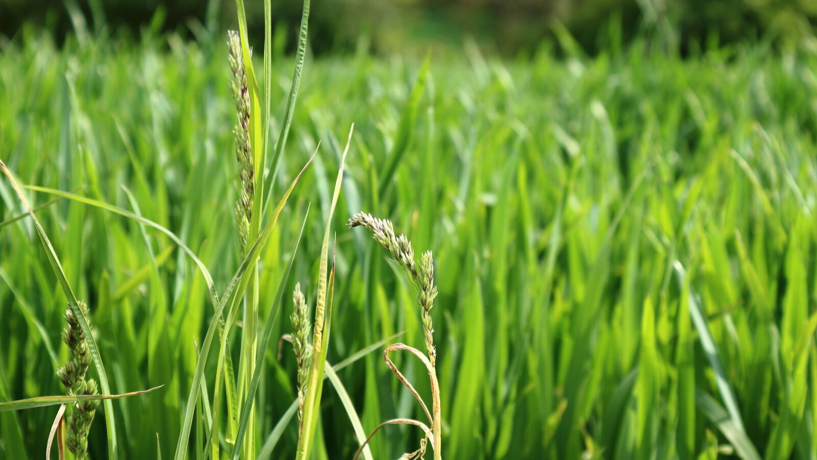 Canon EOS 1300D (EOS Rebel T6 / EOS Kiss X80) sample photo. Ear, grain, green photography