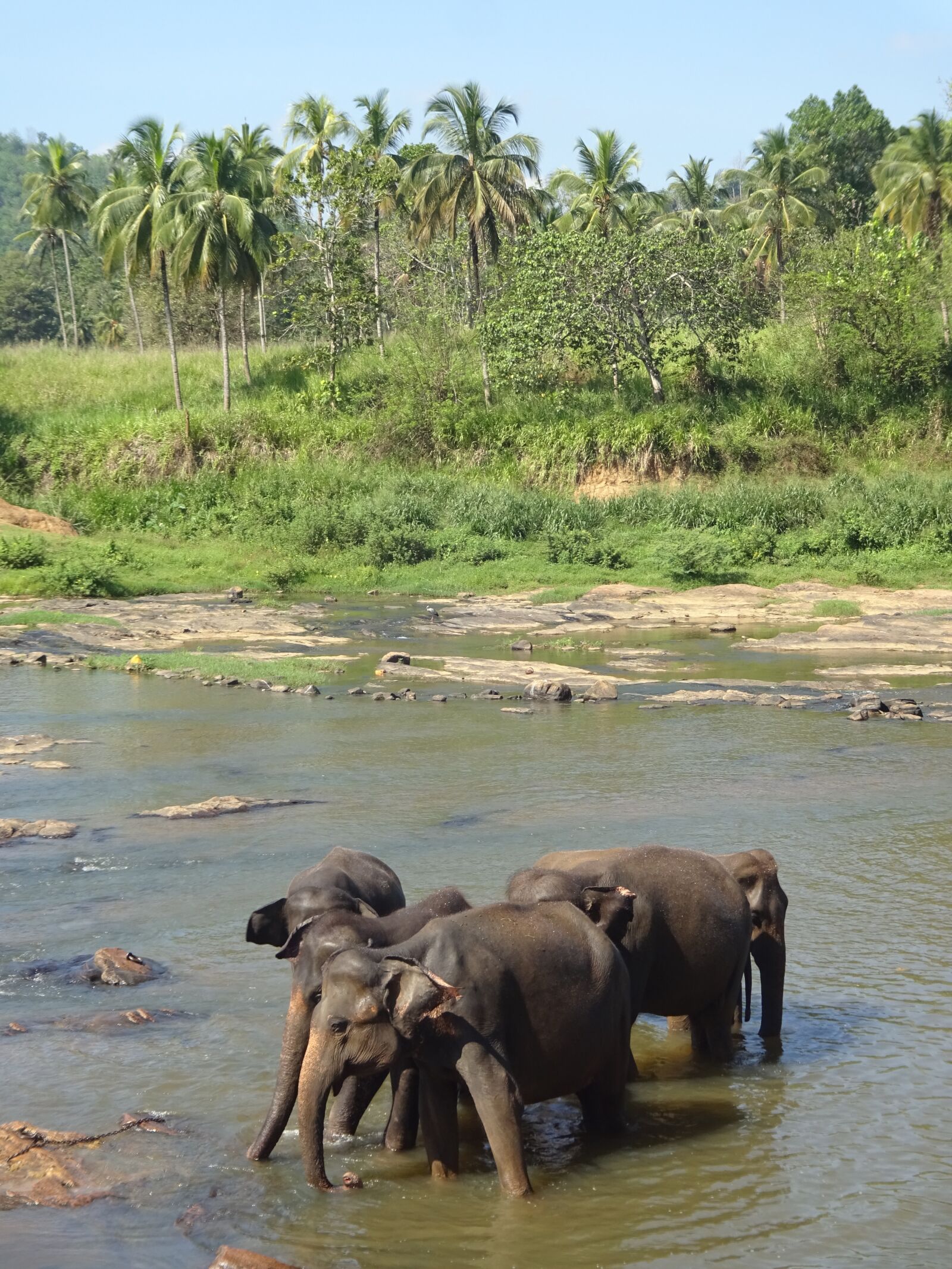 Sony Cyber-shot DSC-WX220 sample photo. Elephants, herd, tamed photography