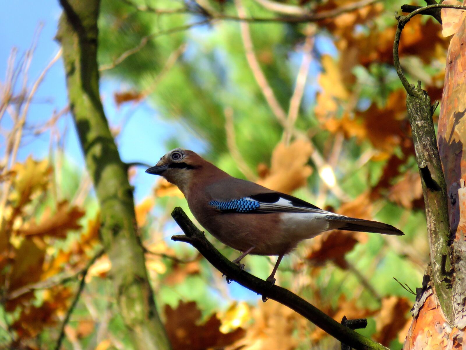 Canon PowerShot SX60 HS sample photo. Bird, jay, tree photography