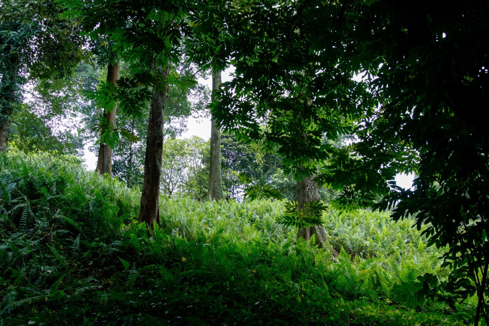 Canon EOS 750D (EOS Rebel T6i / EOS Kiss X8i) sample photo. Green, park, tree photography