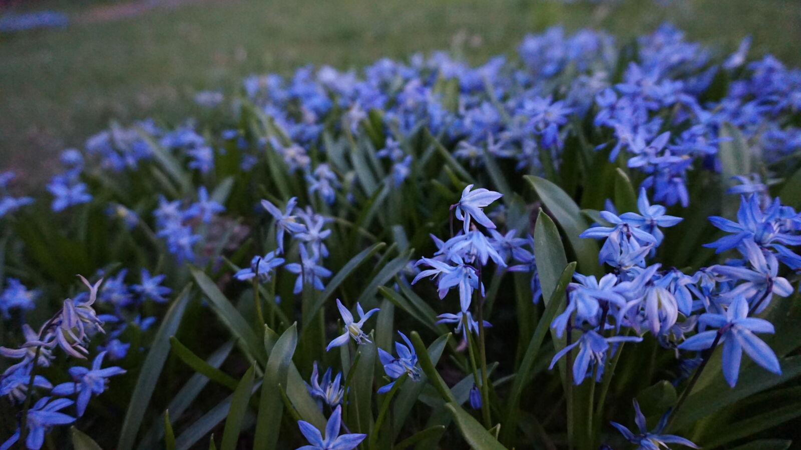 Sony E 16-50mm F3.5-5.6 PZ OSS sample photo. Blue, bush, flowers, garden photography