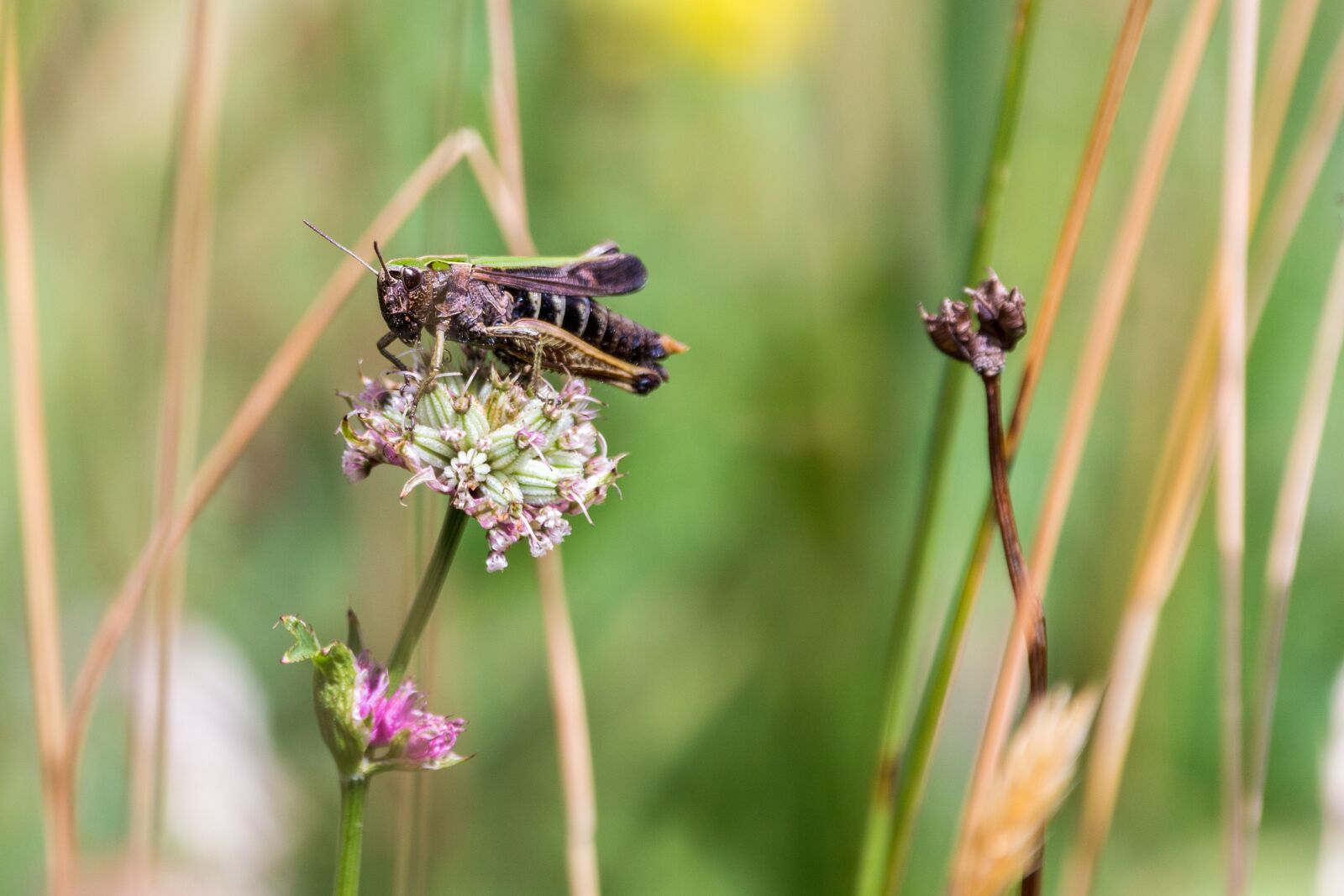 150-600mm F5-6.3 DG OS HSM | Contemporary 015 sample photo. Grasshopper, close up, insect photography
