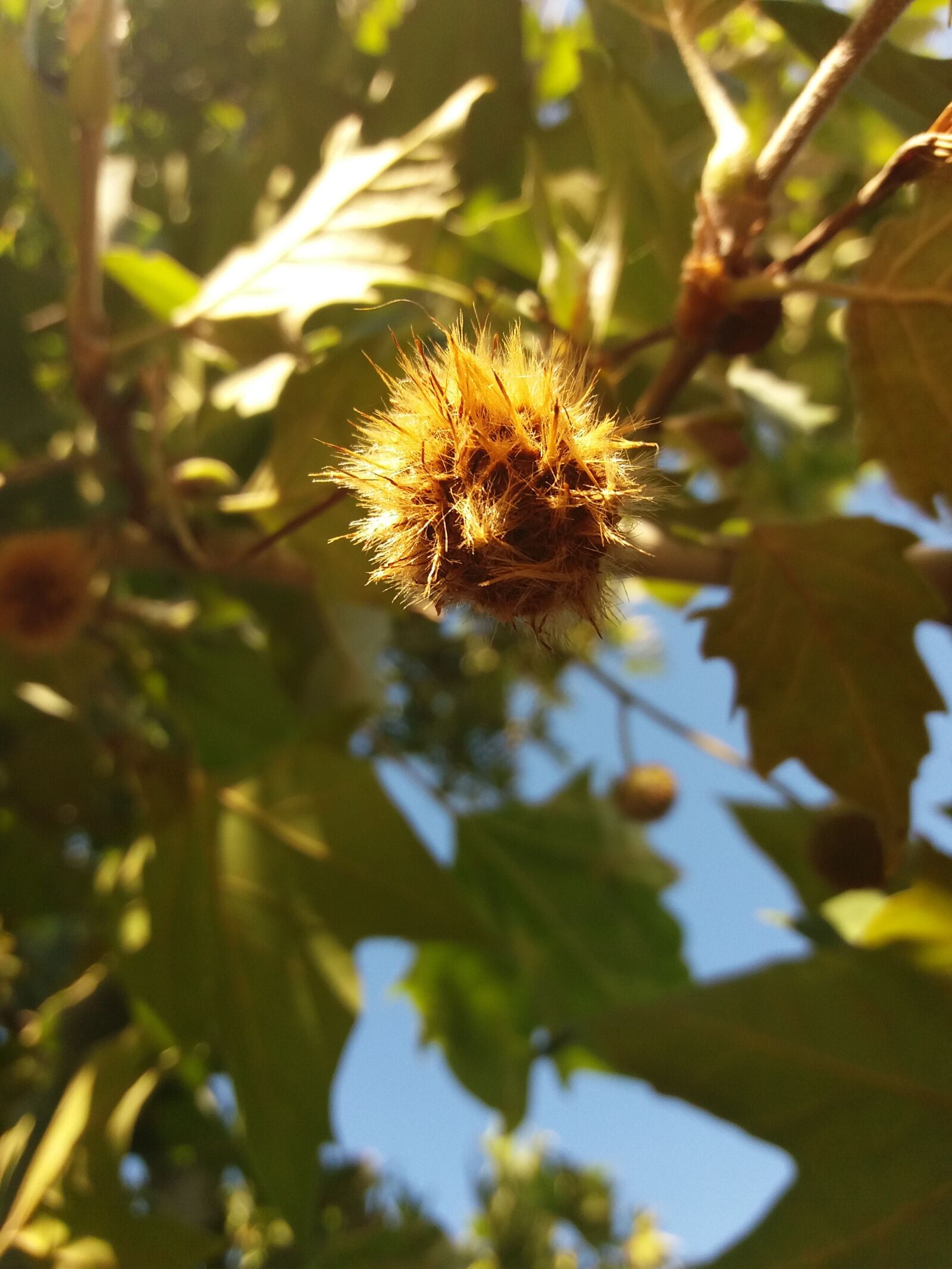 Samsung Galaxy J5(2016) sample photo. Chestnut, late summer, chestnut photography