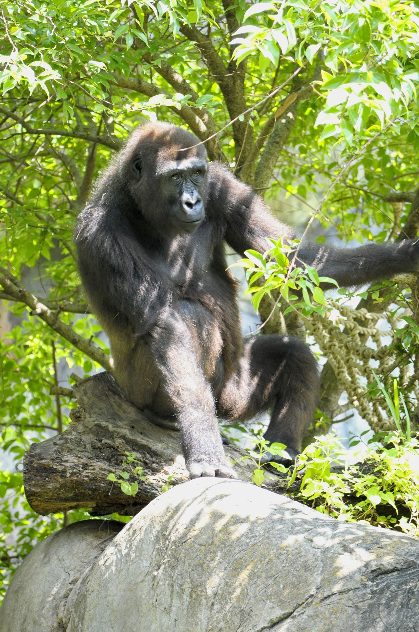 Nikon D5000 sample photo. Western lowland gorilla, ape photography