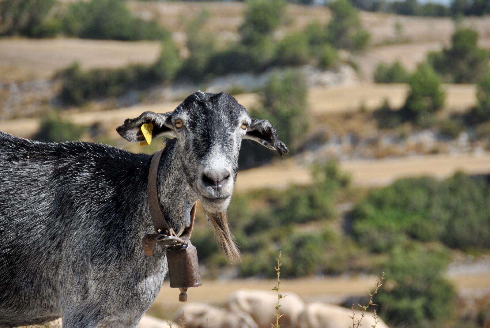 Nikon D3000 sample photo. Sheep, goat, nature photography
