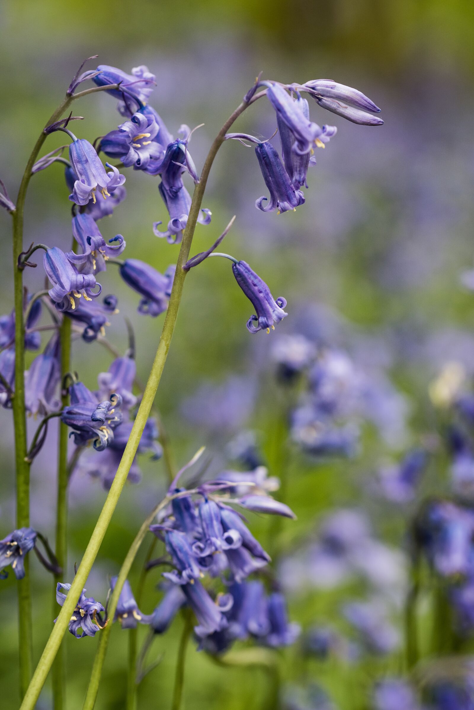 Nikon D810 sample photo. Bluebells, flowers, graceful photography