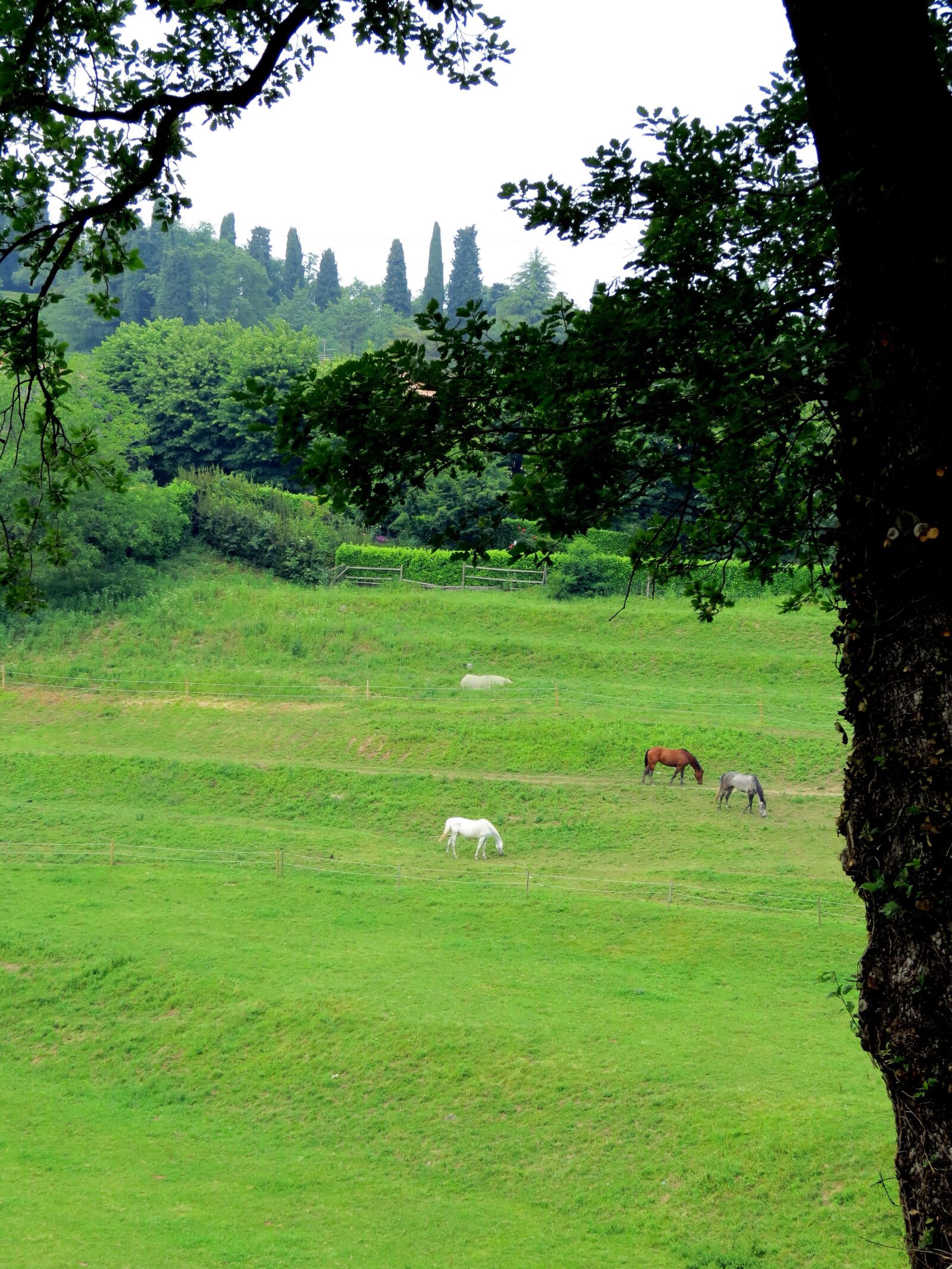 Canon PowerShot SX40 HS sample photo. Grass, pasture, prato photography