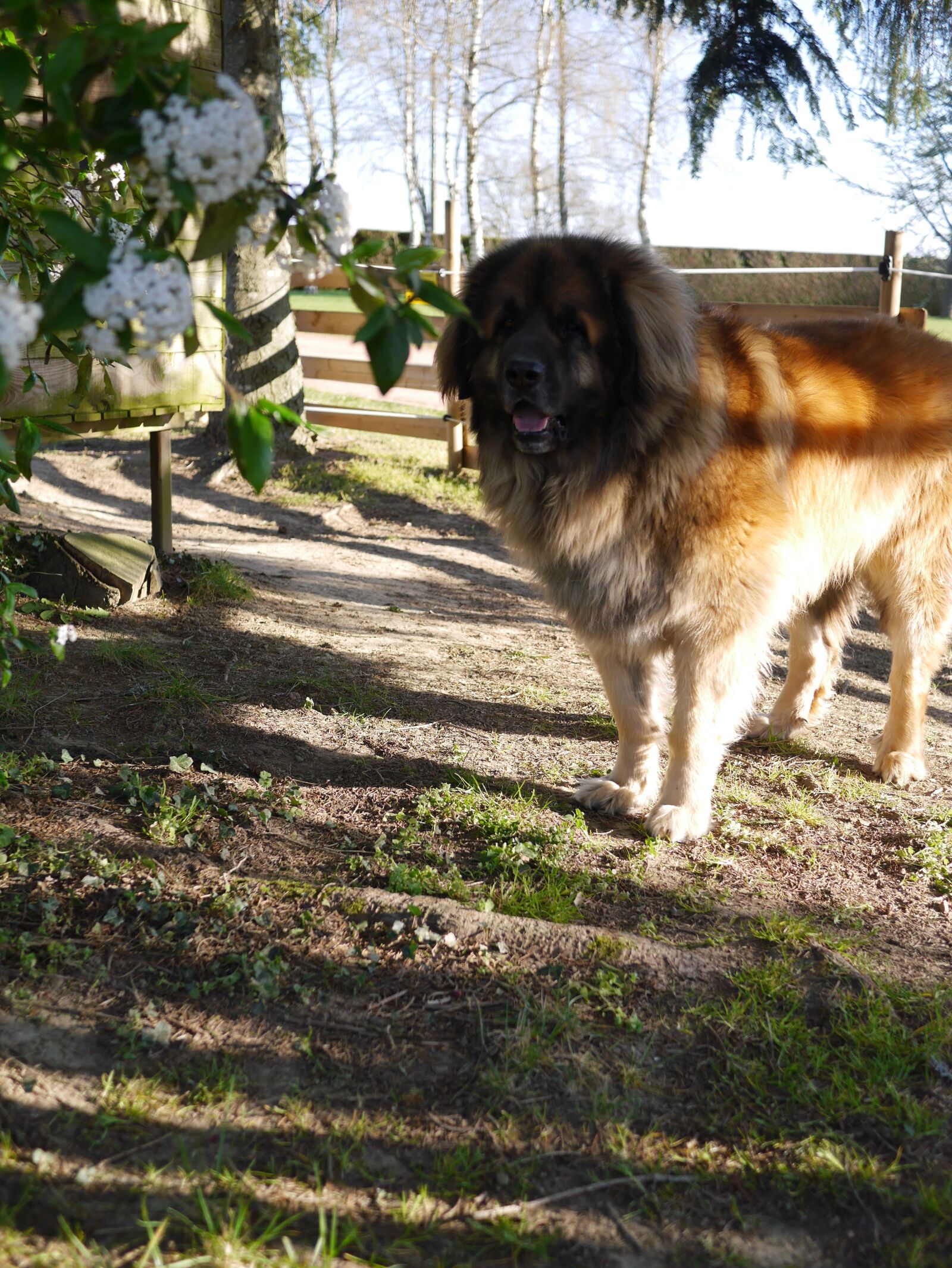 Panasonic Lumix DMC-GF6 sample photo. Leonberg, chien, puppy photography