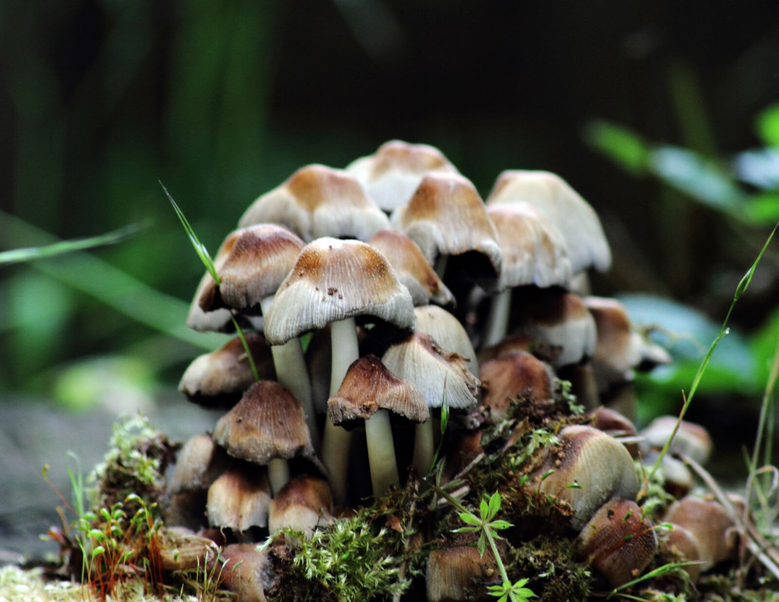 Canon EOS 7D sample photo. Mushrooms, forest, nature photography