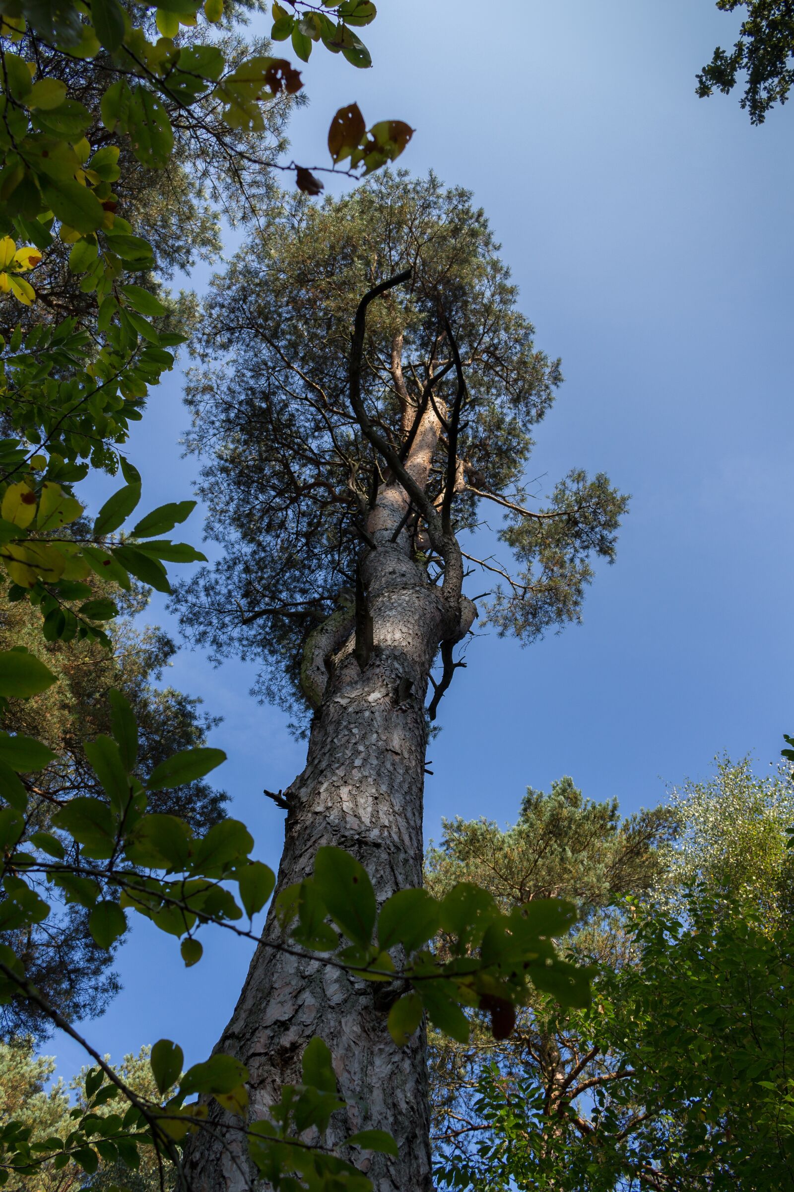 Canon EOS 700D (EOS Rebel T5i / EOS Kiss X7i) sample photo. Tree, nature, wood photography