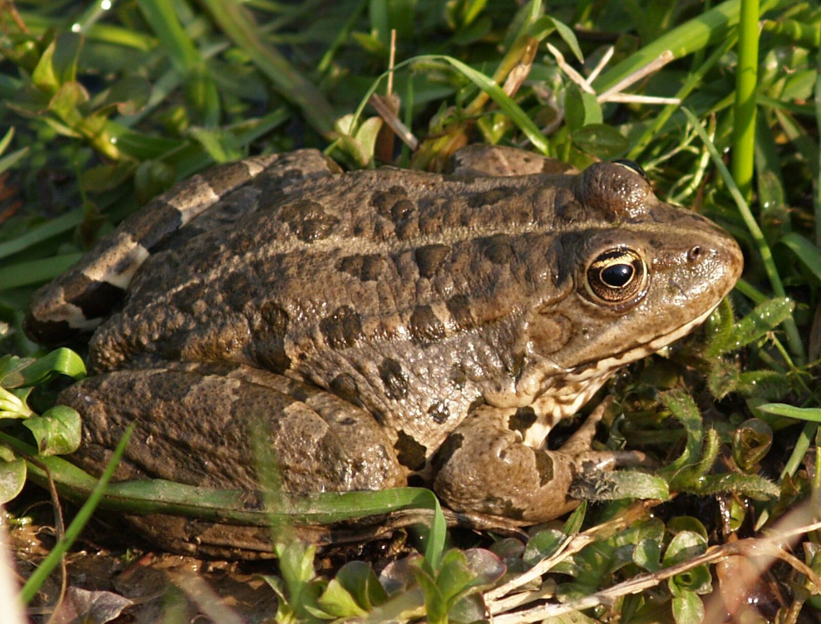 Olympus E-300 (EVOLT E-300) sample photo. Frog, animal, nature photography