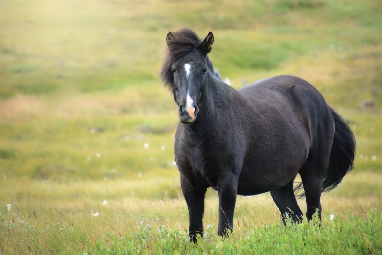 Nikon D7100 sample photo. Iceland horse, mare, iceland photography