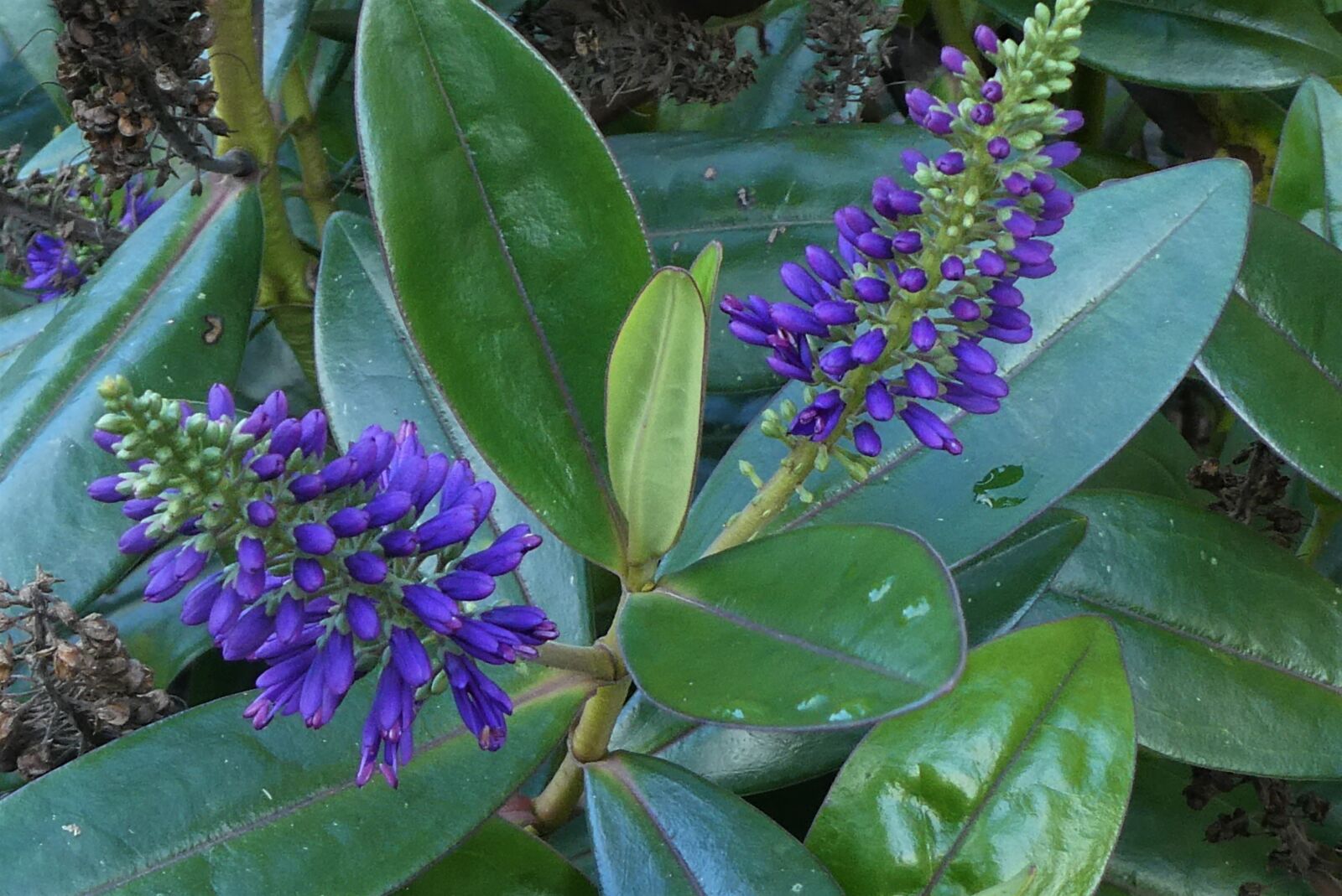 Panasonic Lumix DC-ZS70 (Lumix DC-TZ90) sample photo. Hebe, struikveronica, purple photography