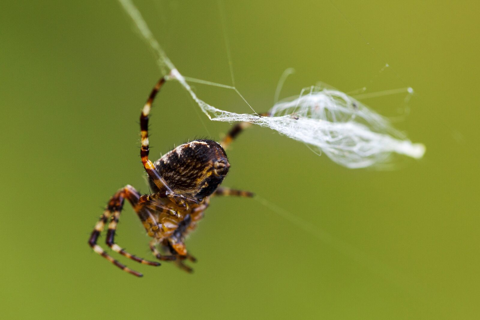 Canon EF 100mm F2.8L Macro IS USM sample photo. Spider, spider web, network photography