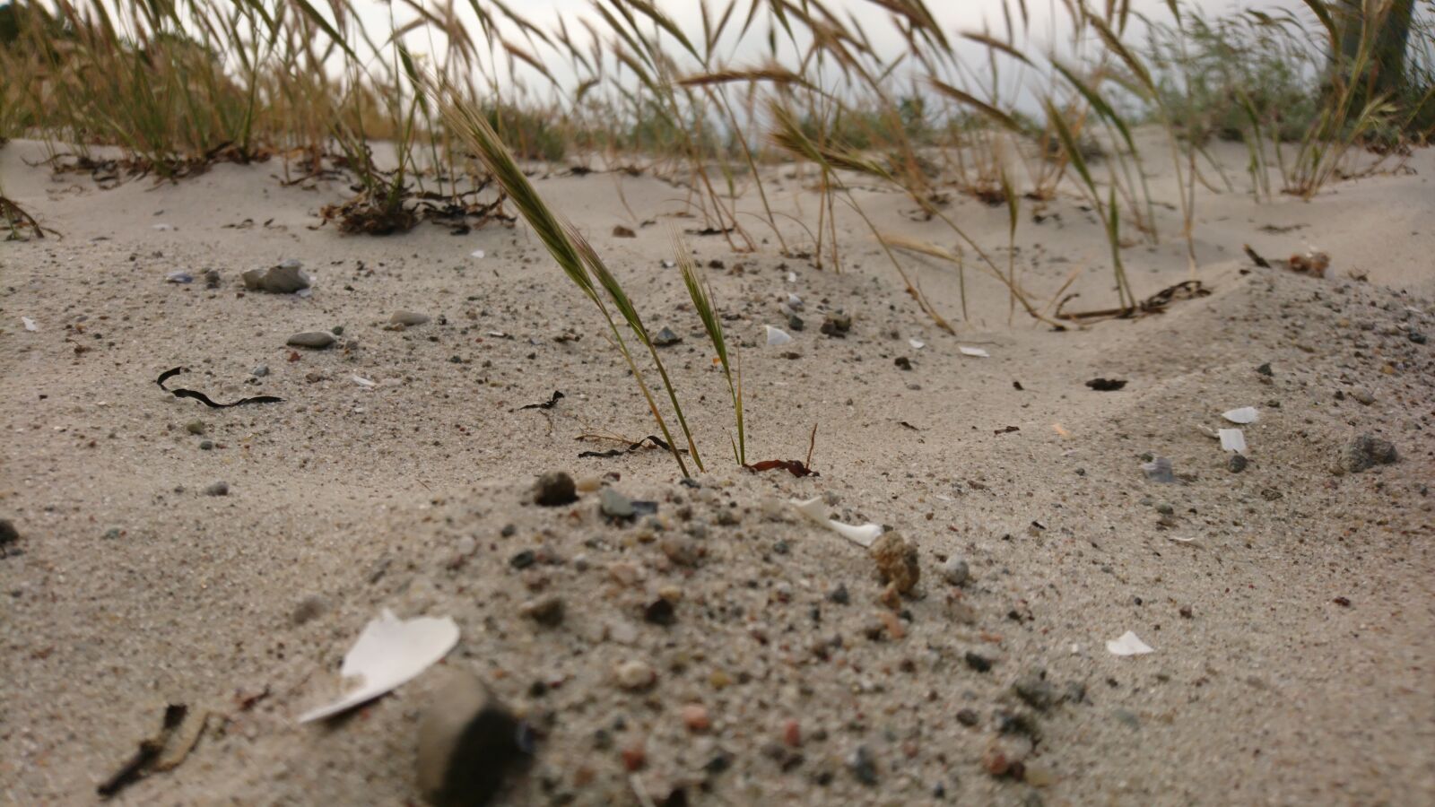 Sony Xperia X Compact sample photo. Baltic sea, sea, beach photography