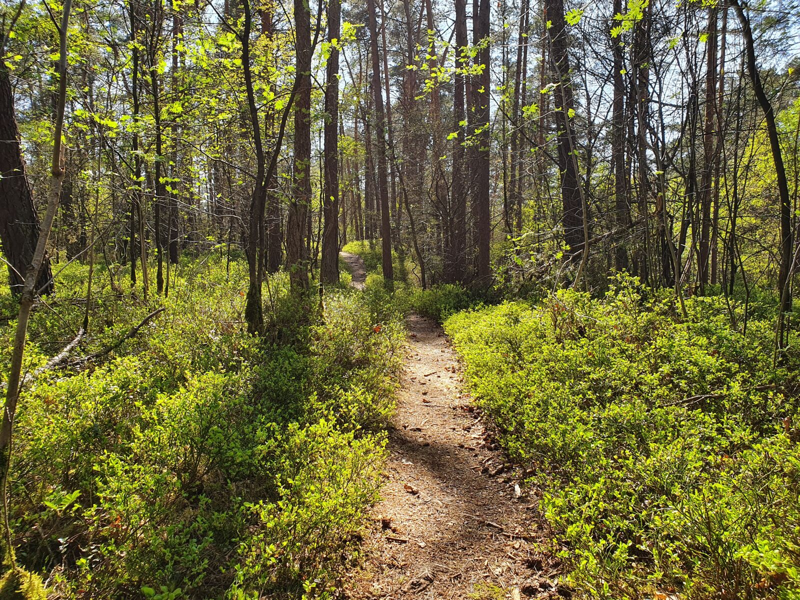 Samsung Galaxy S10 sample photo. Forest path, away, forest photography