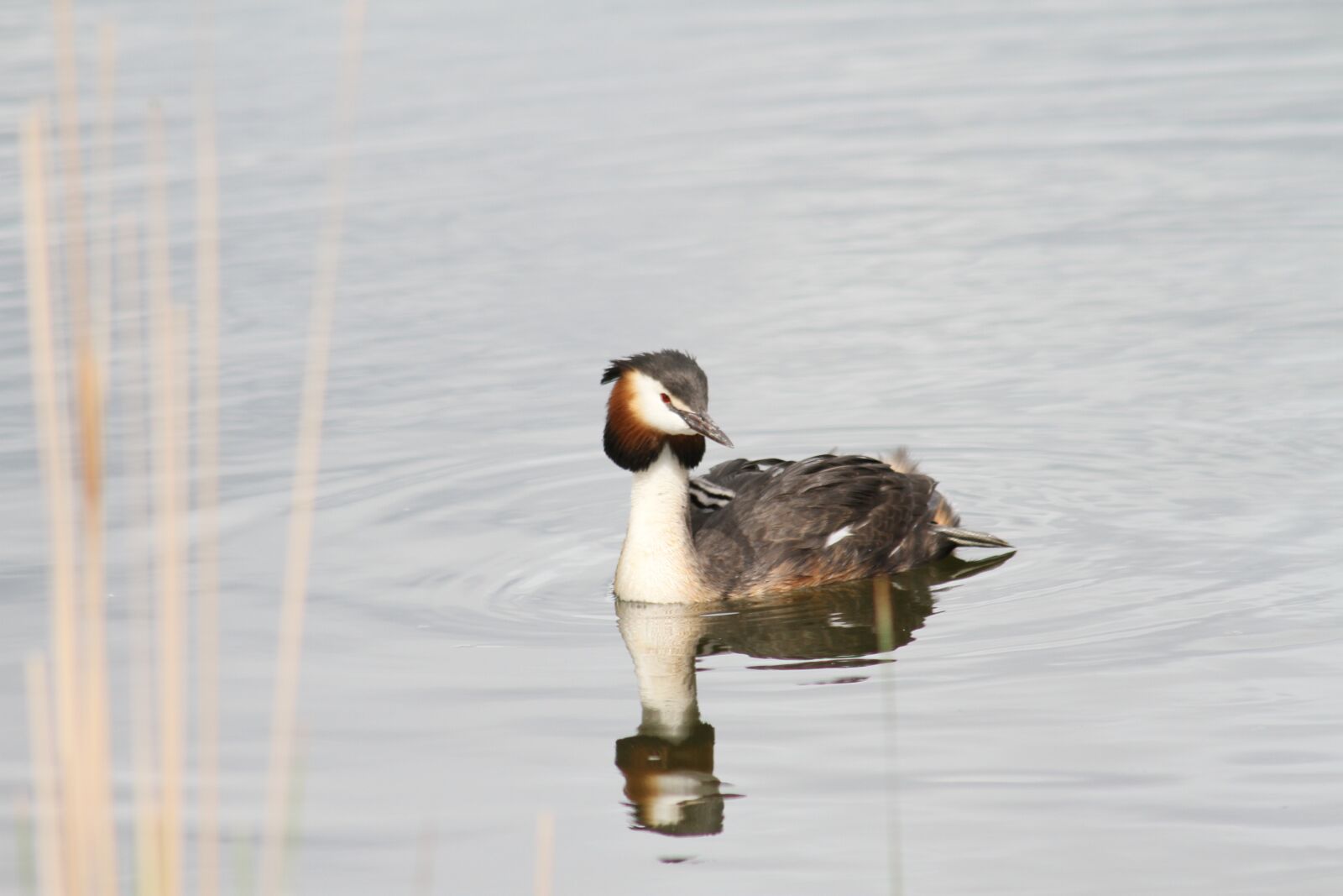 Canon EF 75-300mm F4.0-5.6 IS USM sample photo. Great crested grebe, bird photography