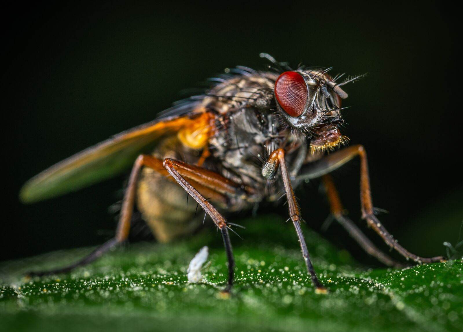 Sony a7R II sample photo. Macro, bespozvonochnoe, insect photography