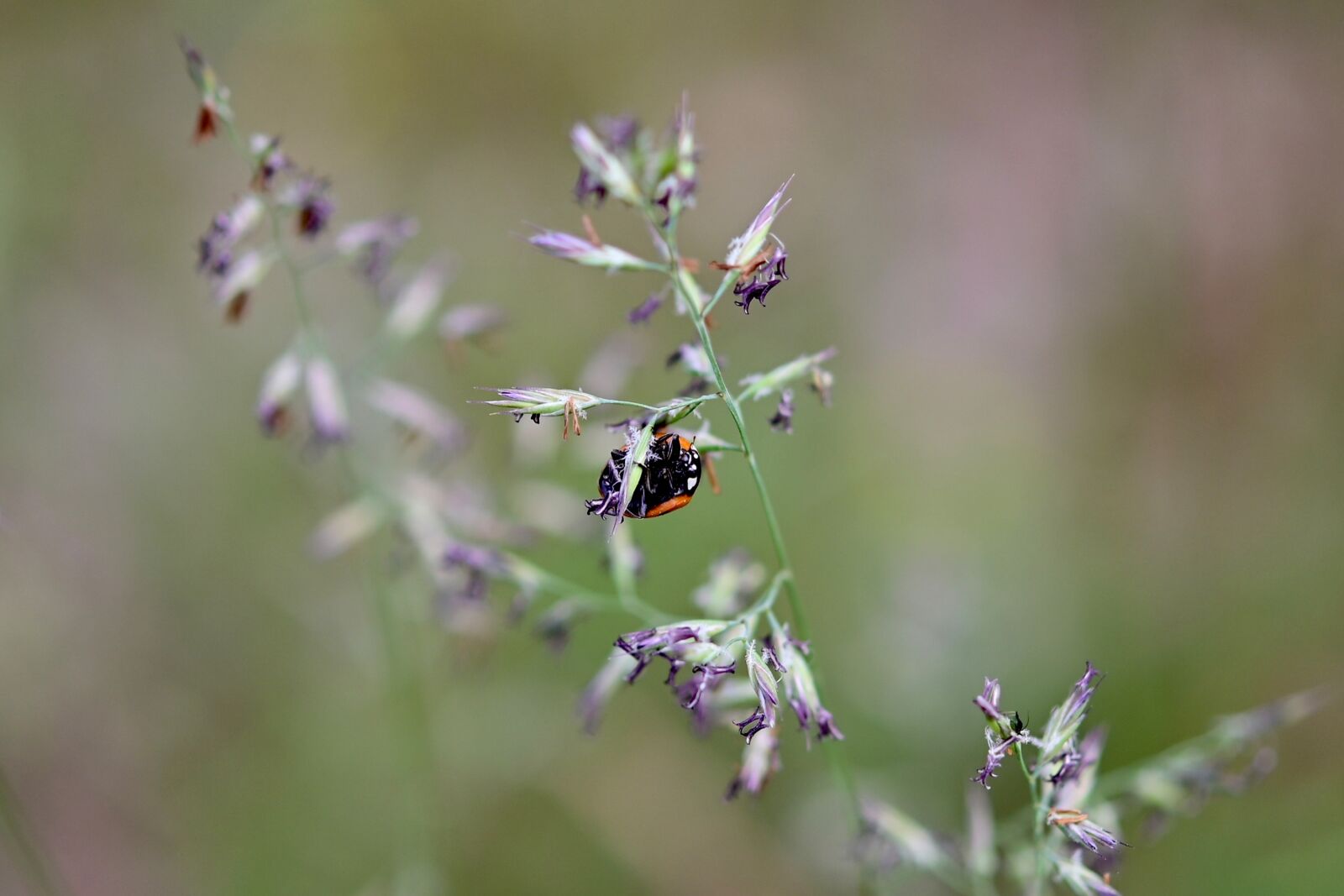 Nikon Z6 sample photo. Ladybug, beetle, insect photography