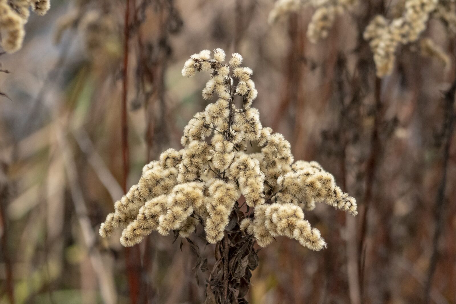 Canon EF75-300mm f/4-5.6 sample photo. Wildflower, goldenrod, meadow flower photography