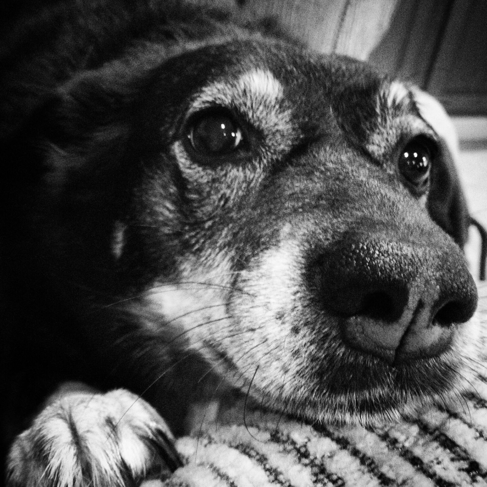 Apple iPhone 4S sample photo. Australian kelpie, dog, kelpie photography