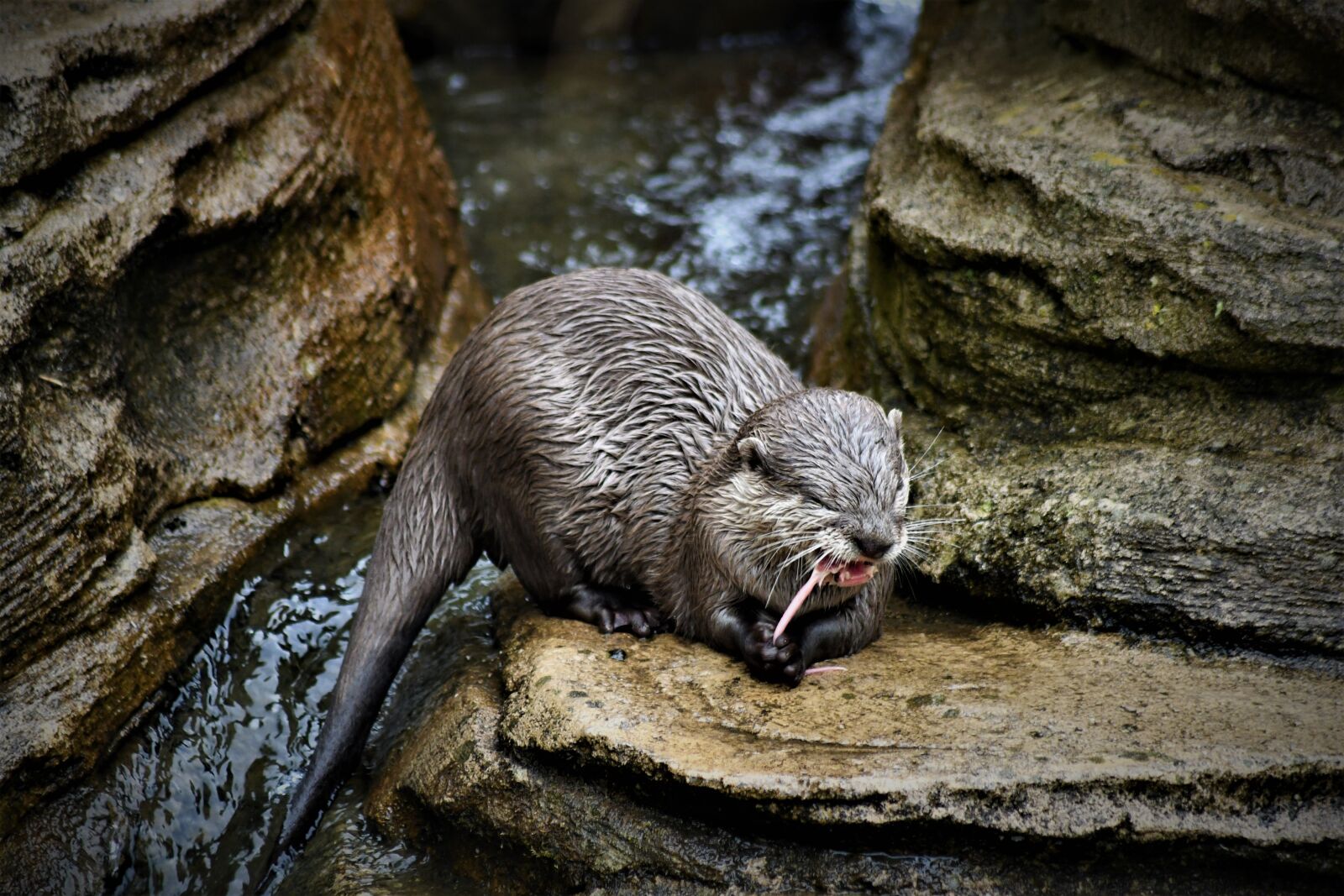 Nikon D7500 sample photo. Zoo, emmen, animal photography