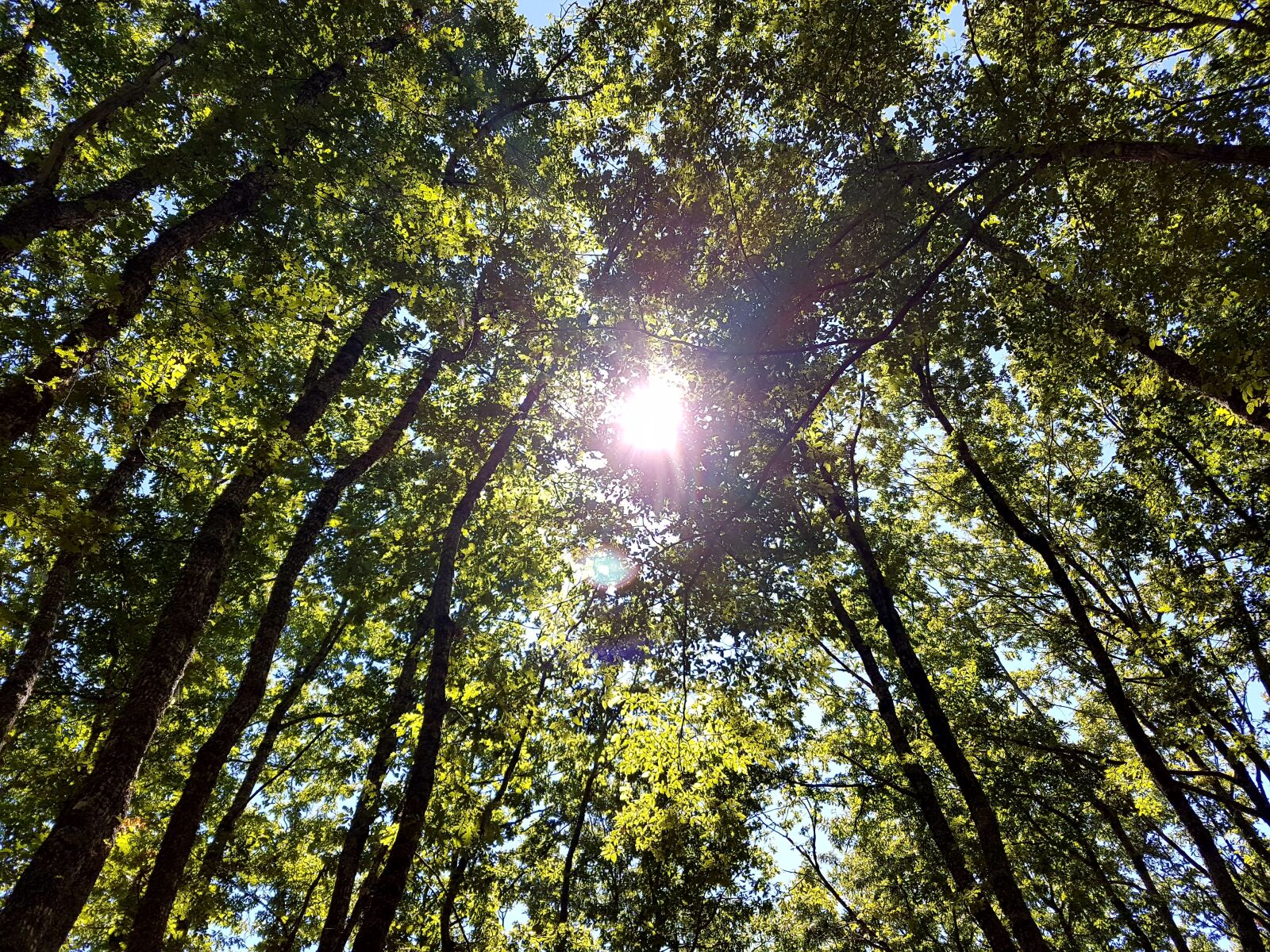 Samsung Galaxy S7 Edge sample photo. Sun, trees, nature photography