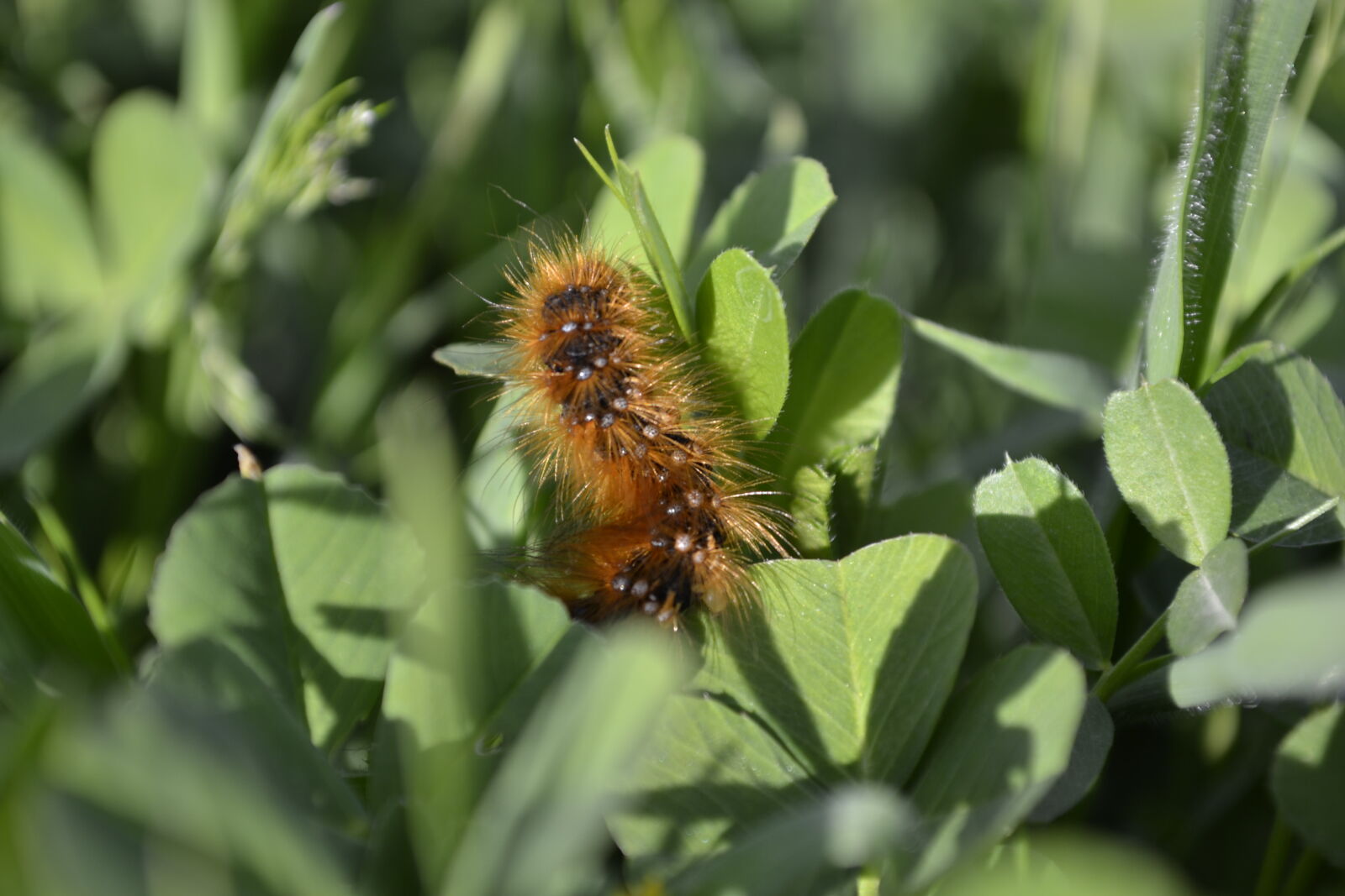 Nikon D3100 sample photo