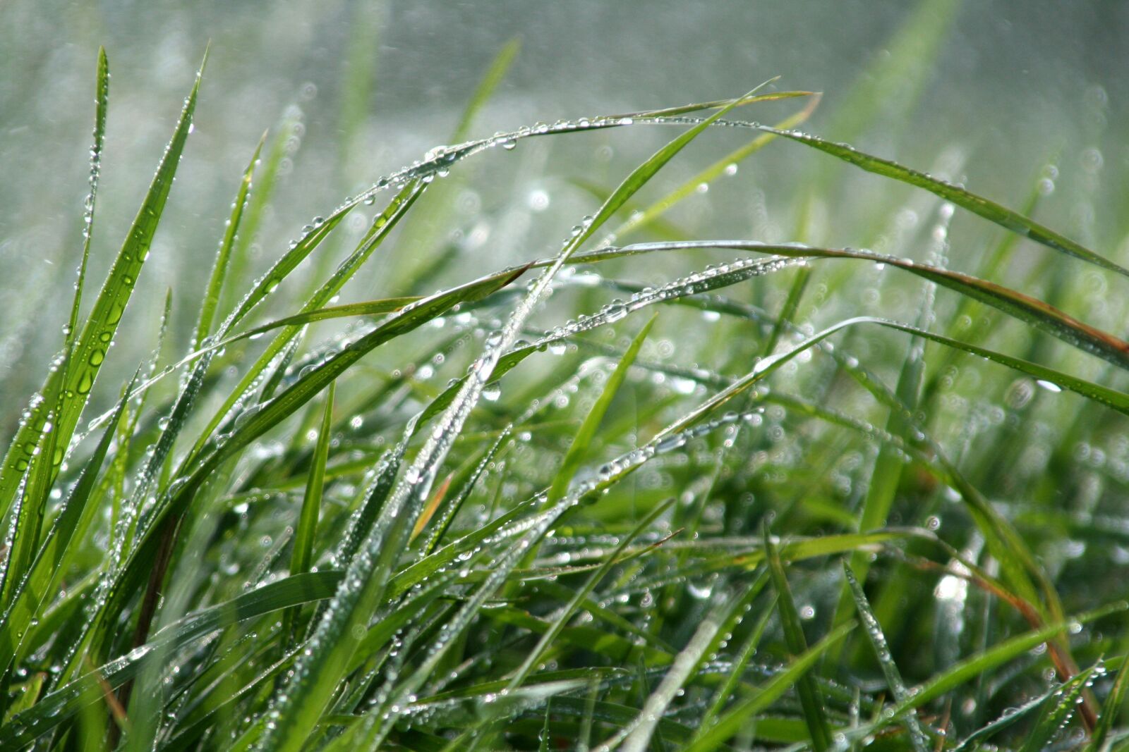 Canon EOS 350D (EOS Digital Rebel XT / EOS Kiss Digital N) sample photo. Herbs, water, nature photography