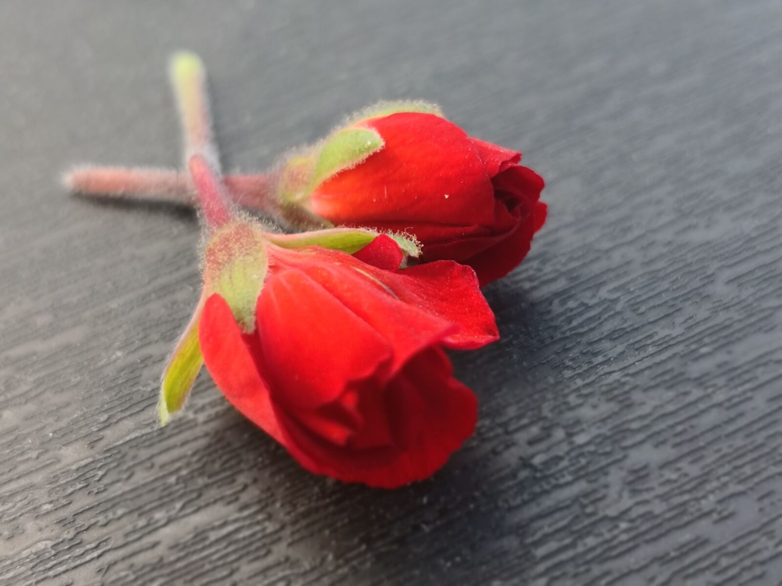 HUAWEI Mate 10 Pro sample photo. Red rose, rose, roses photography