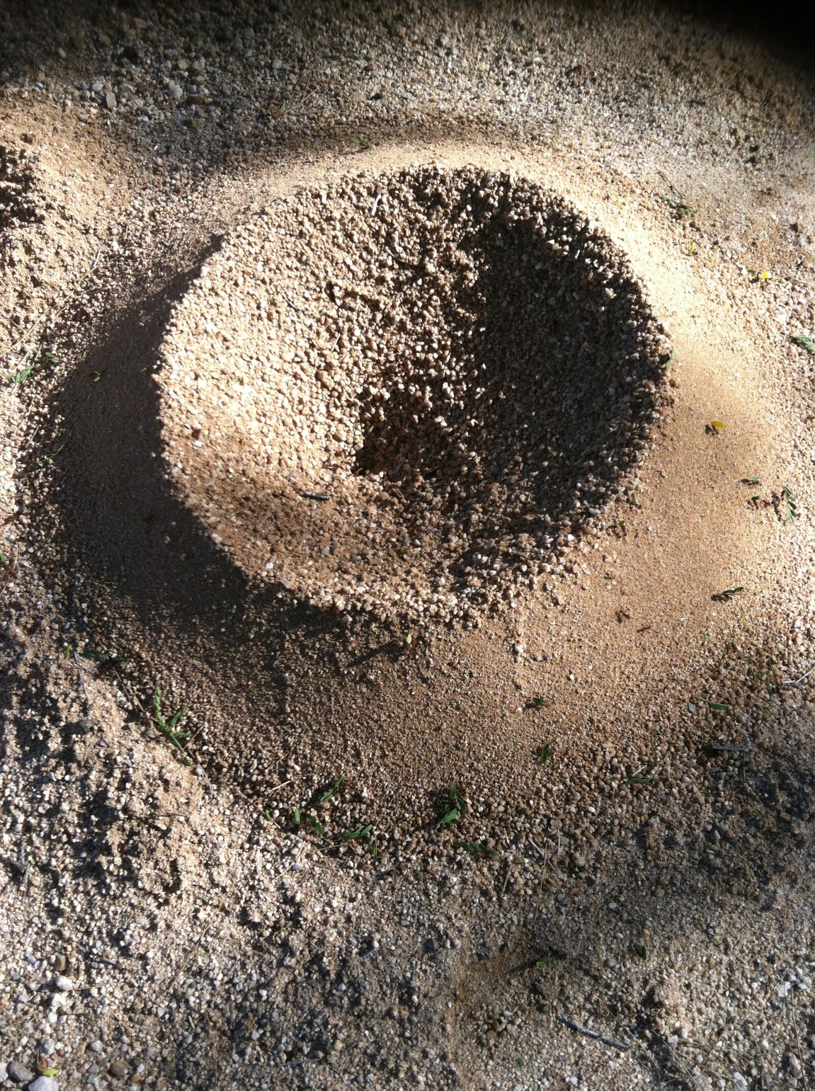 Apple iPhone 4 sample photo. Ants, circle, nature photography