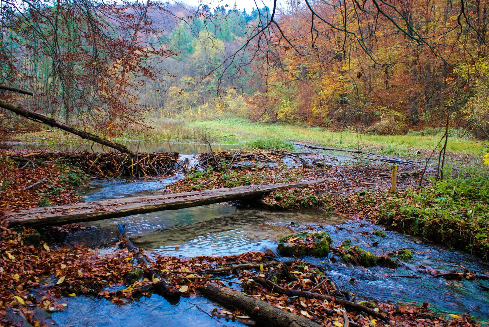 Sony Alpha DSLR-A300 sample photo. Nature, autumn, tree photography