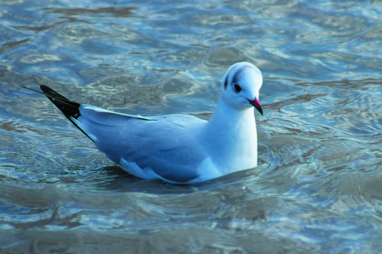 Canon EF75-300mm f/4-5.6 sample photo. Dankasirály, seagull, bird photography