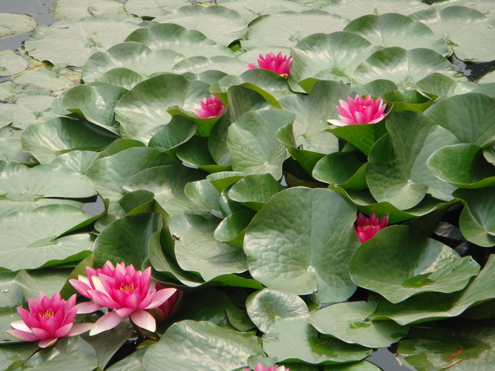 Sony DSC-T500 sample photo. Lotus, flowers photography