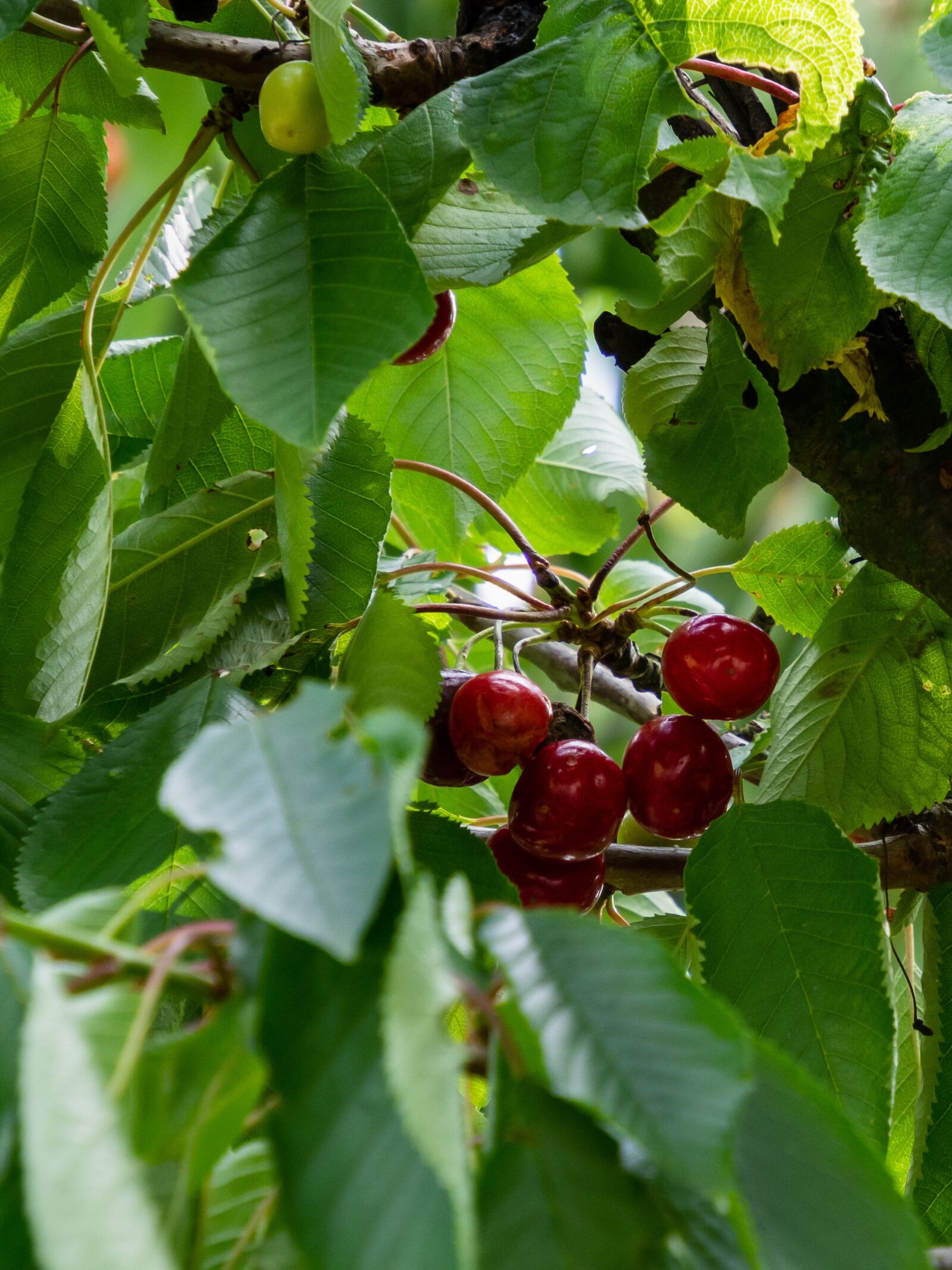 Olympus M.Zuiko Digital ED 12-200mm F3.5-6.3 sample photo. Cherries, group, maturation photography