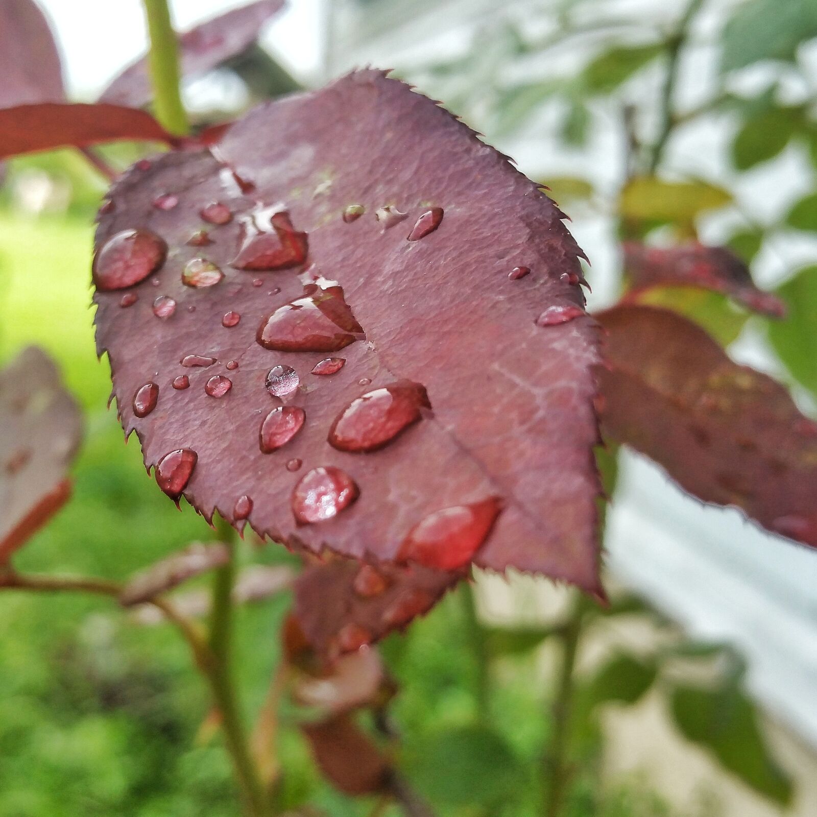 Samsung Galaxy Note4 sample photo. Leaf, drops, red photography
