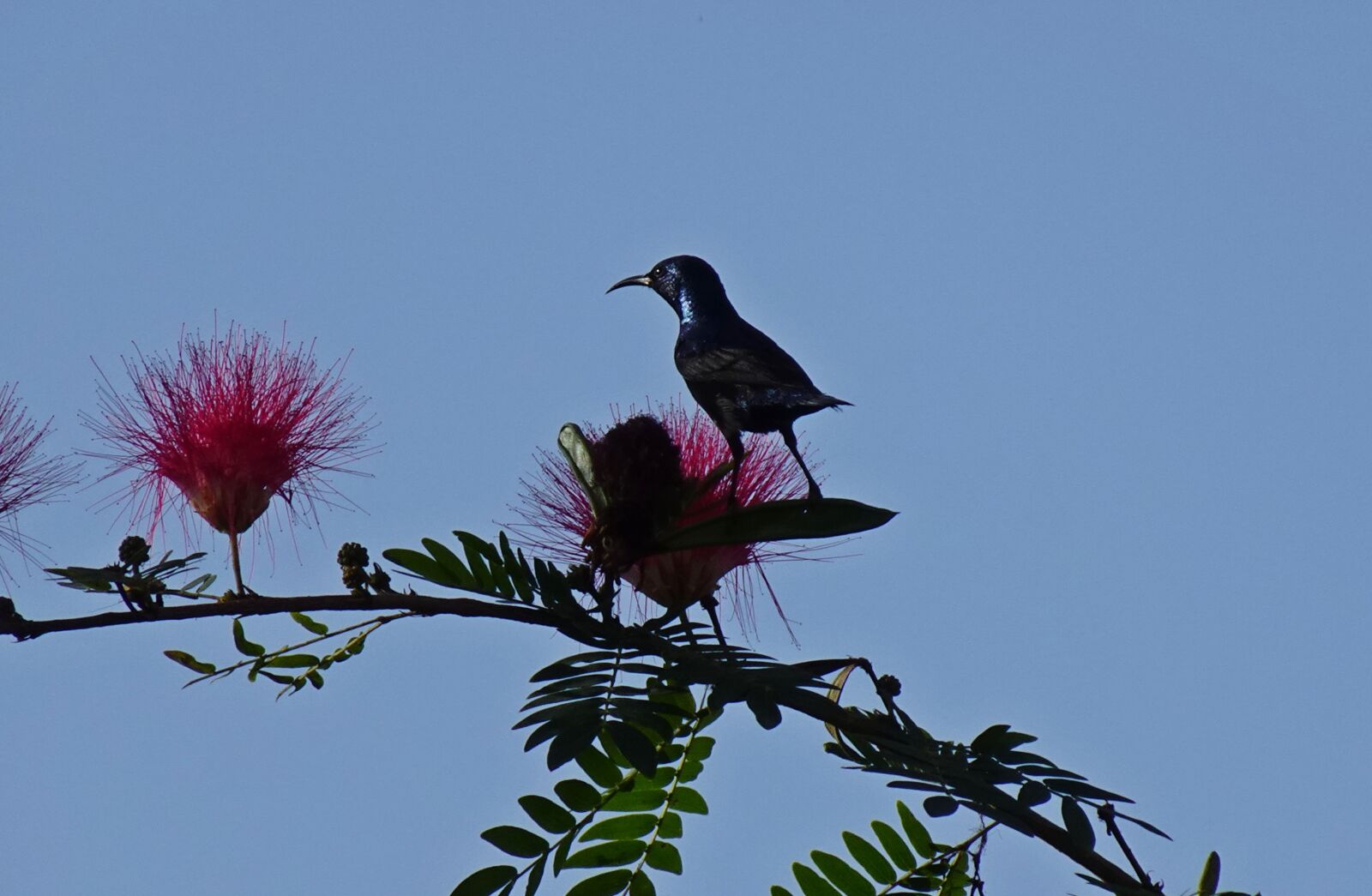 Sony DSC-WX800 sample photo. Bird, purple sunbird, cinnyris photography
